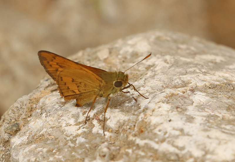 Dark Palm Dart