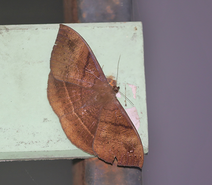 Genus Lygniodes
