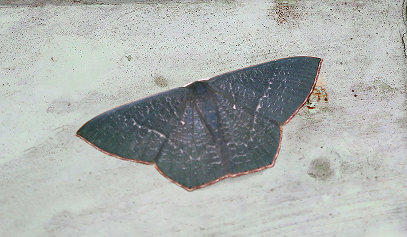 Thalassodes falsaria