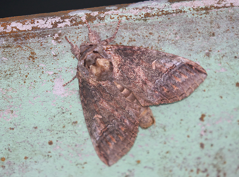 Owlet Moths and Allies