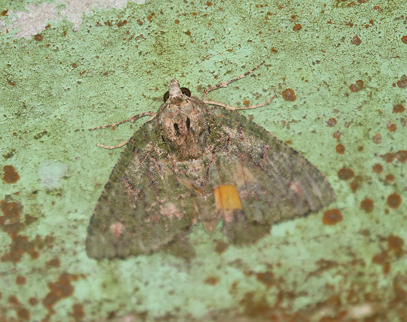 Genus Dindica