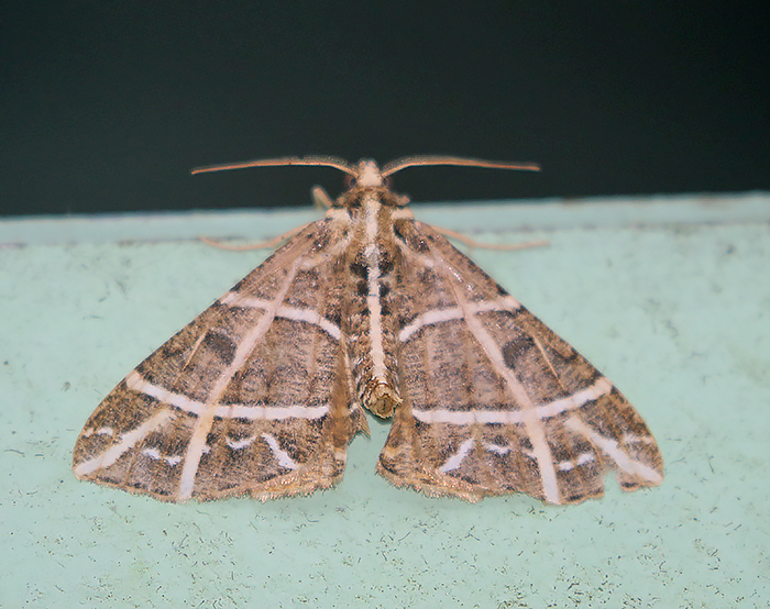 Arichanna transfasciata
