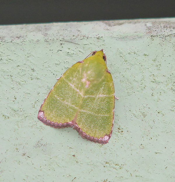 Paracrama dulcissima