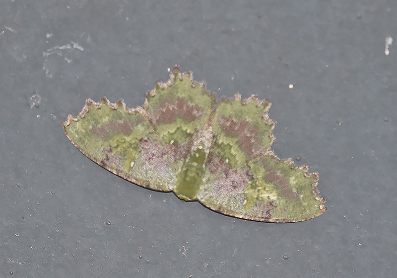 Genus Paramaxates