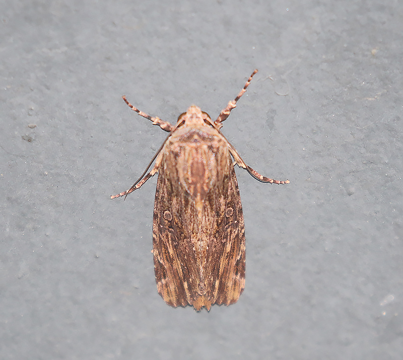 Cutworms and Dart Moths Subfamily Noctuinae