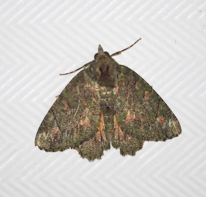 Genus Dindica