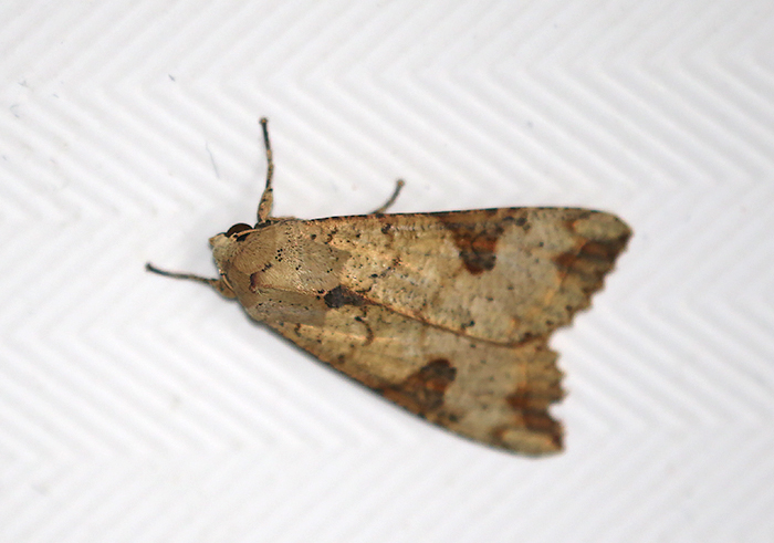 Genus Tiracola