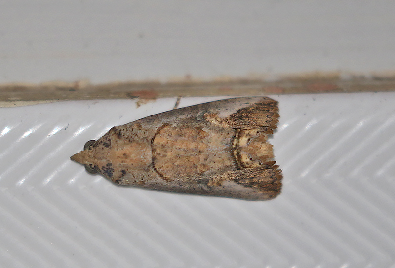 Genus Hypocala