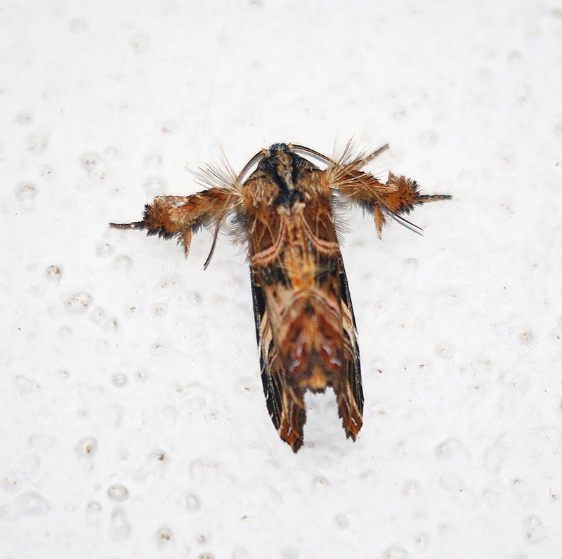 Fern Moths Genus Callopistria