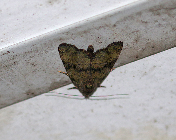 Owlet Moths and Allies