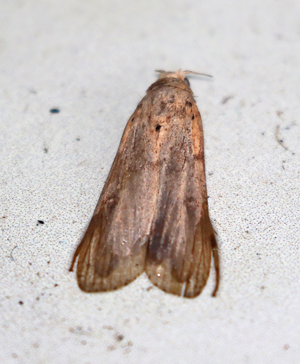 Owlet Moths and Allies