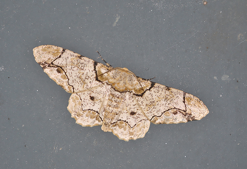 Biston bengaliaria