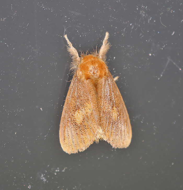Euproctis plagiata