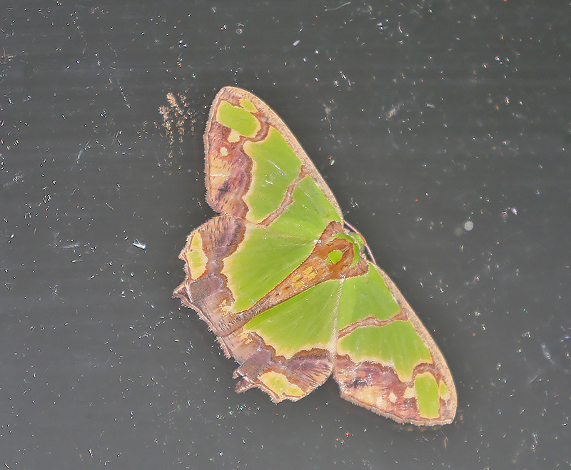 Agathia hemithearia