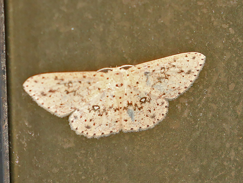Cyclophora turneri