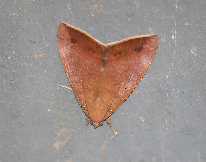 Achaea serva