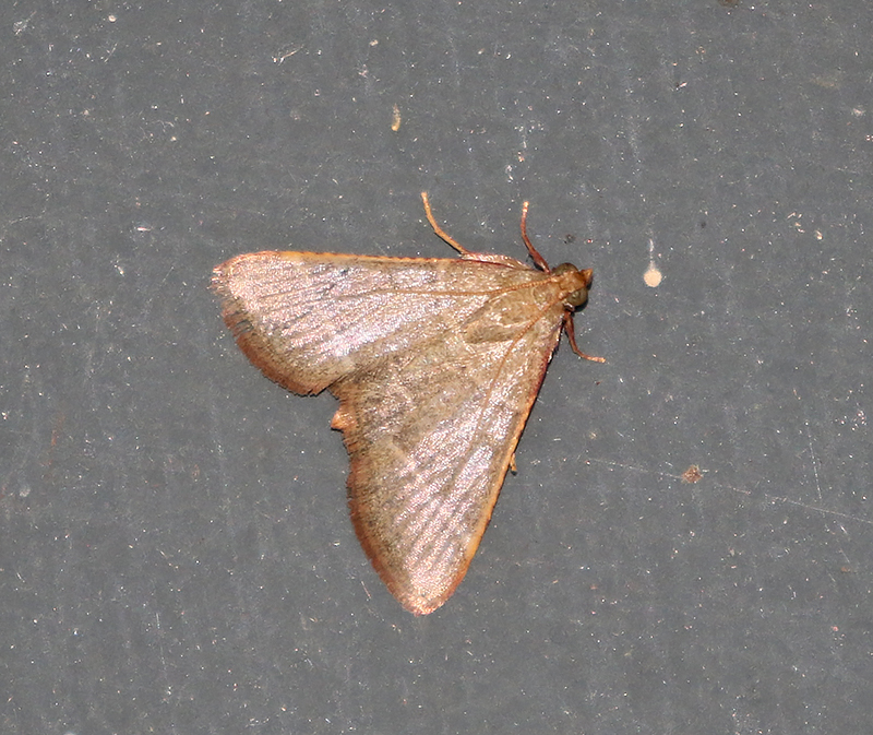 Hayworms Genus Hypsopygia