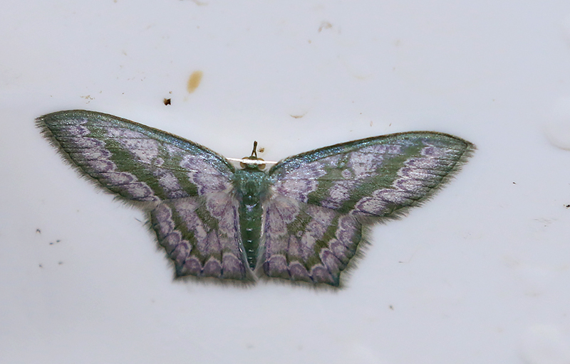 Emerald Moths