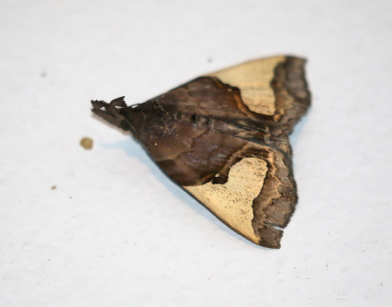 Owlet Moths and Allies