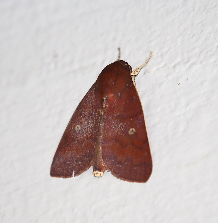 Calymera endophaea