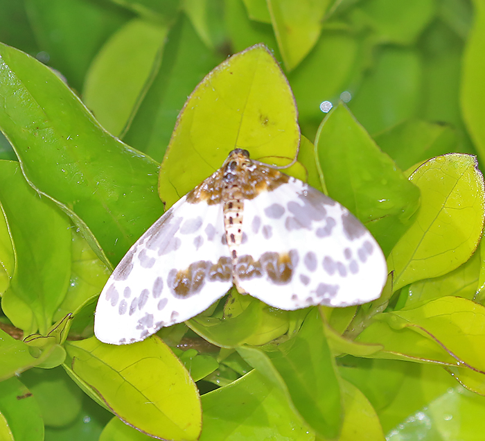 Complex Abraxas amicula-illuminata