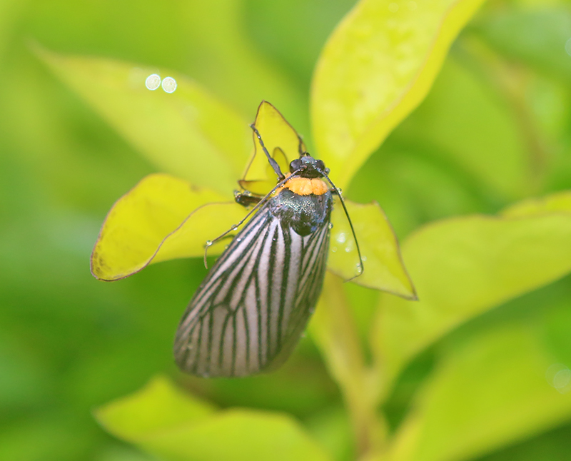 Macrobrochis staudingeri