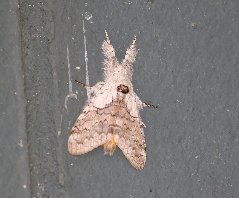 Grote's Tussock Moth Calliteara grotei