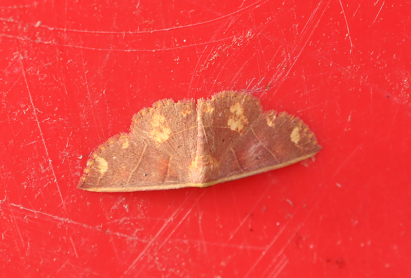 Genus Oruza