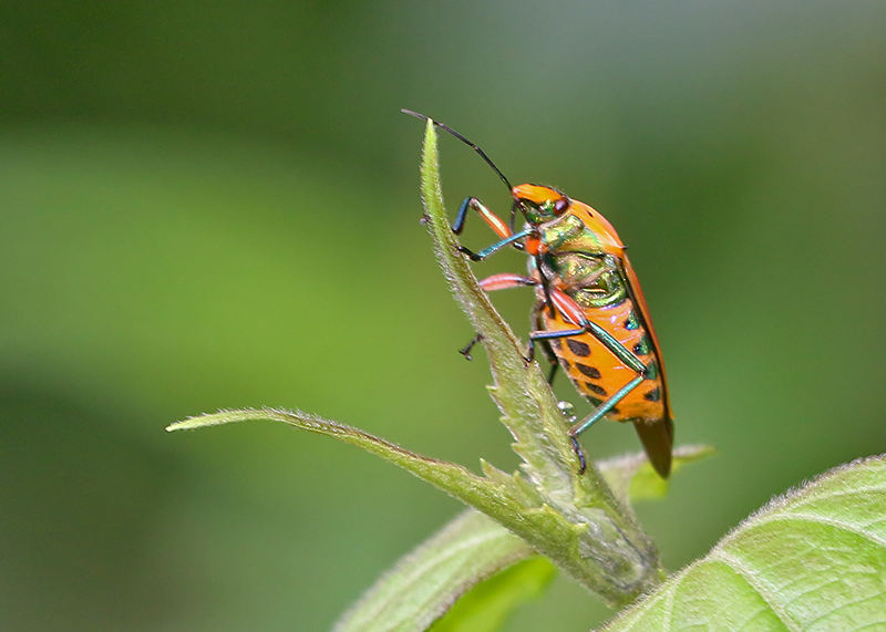 Ocellated Shield Bug (Cantao ocellatus)