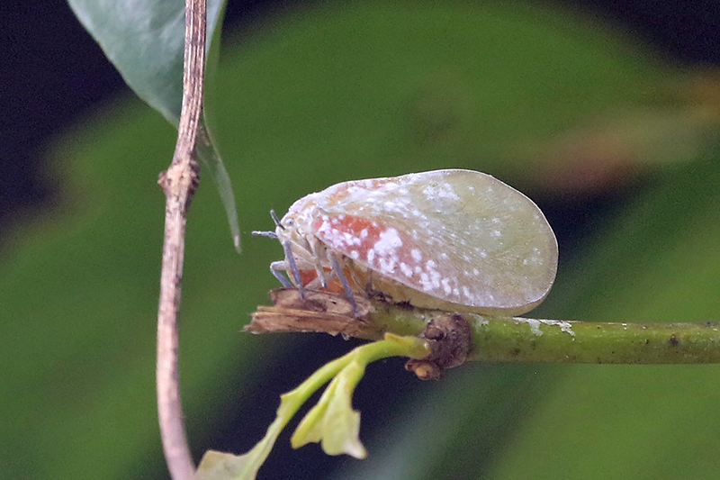 Genus Flatida