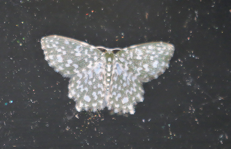 Complex Berta chrysolineata-zygophyxia-rugosivalva