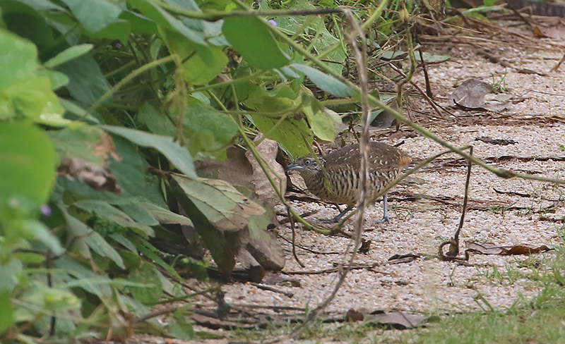 Barred Buttonquail