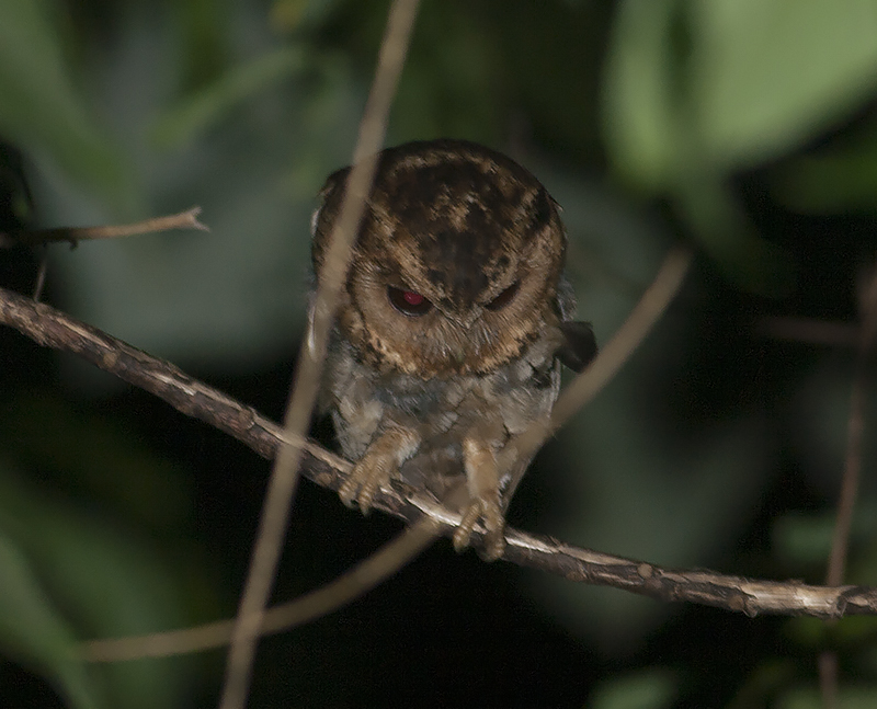 Sunda Scops Owl