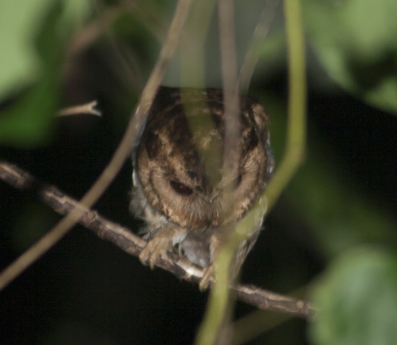 Sunda Scops Owl