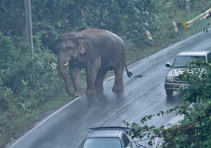 Asian Elephant