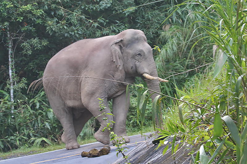 Asian Elephant