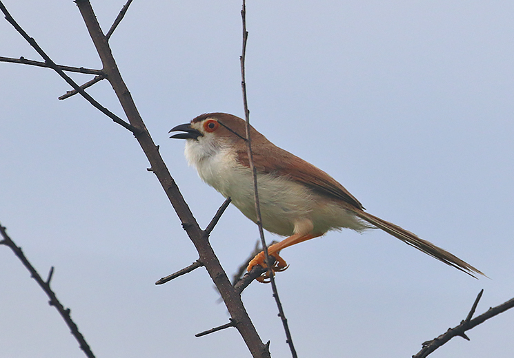 Yellow-eyed Babbler