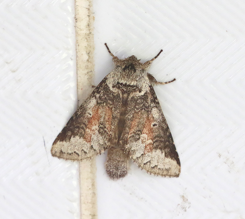 Neodrymonia albinomarginata