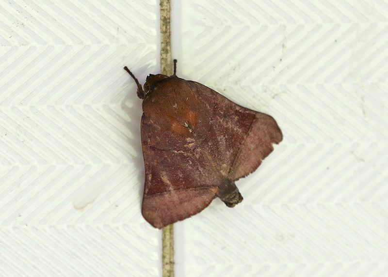 Genus Xenochroa