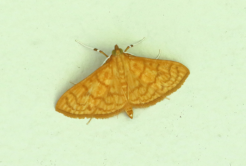 Paliga aureolalis