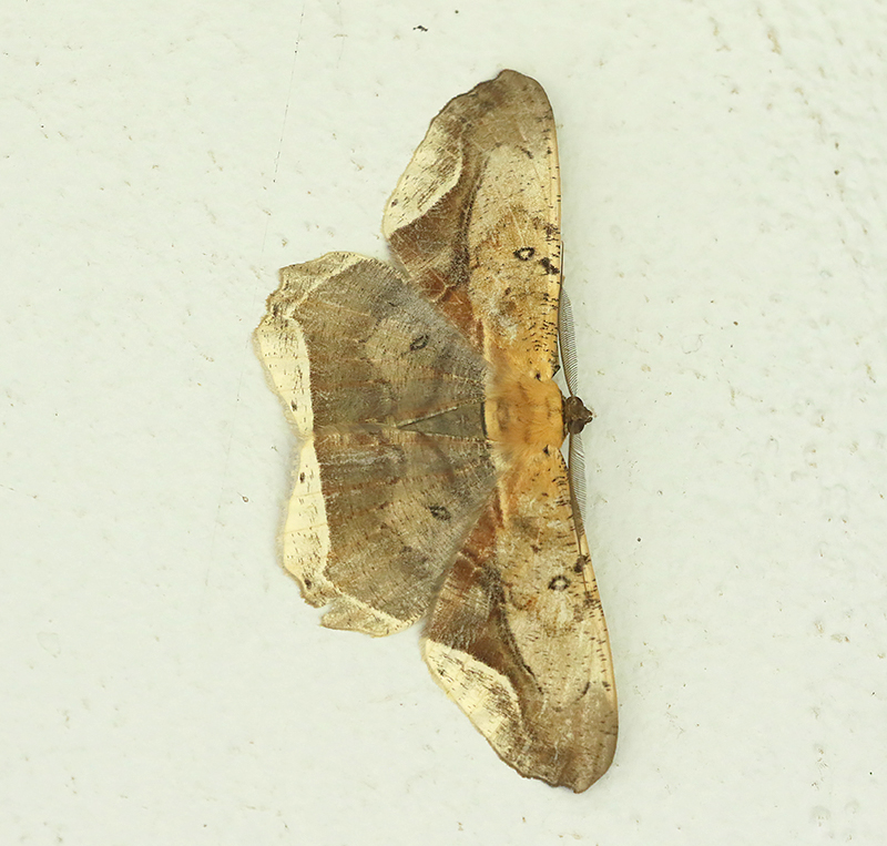 Chorodna metaphaearia