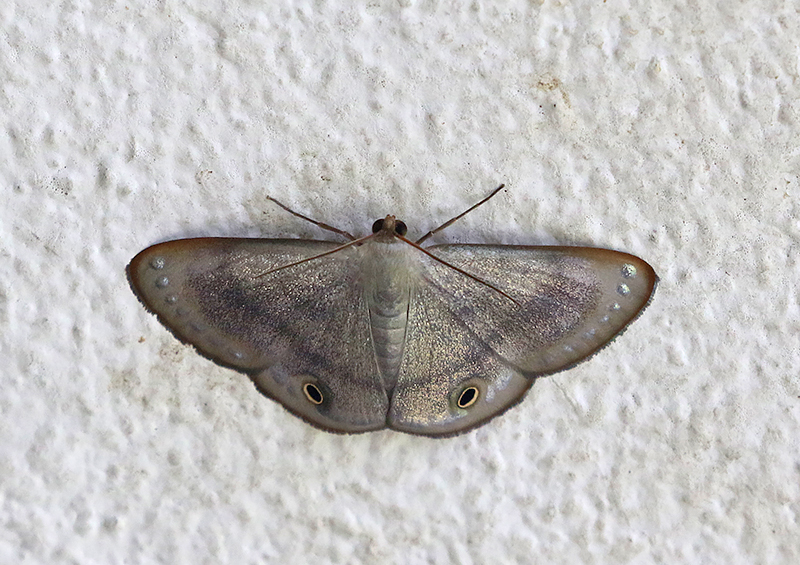 Genus Tasta