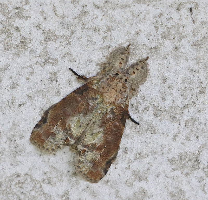 Gadirtha impingens