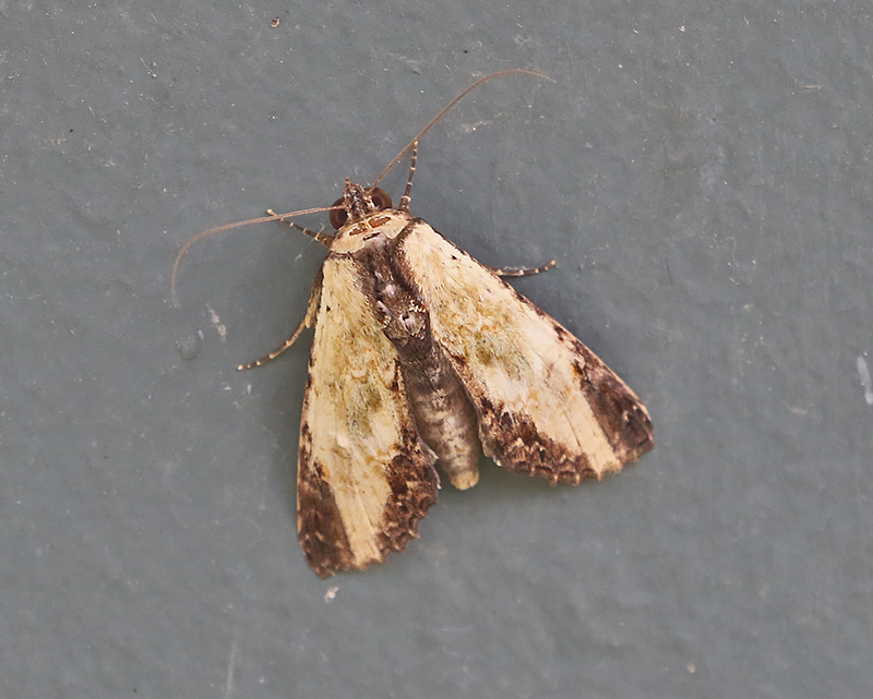 Genus Stictoptera