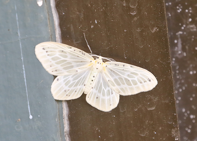 Genus Bigutta