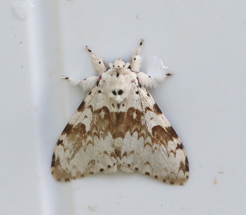 Lymantria orestera