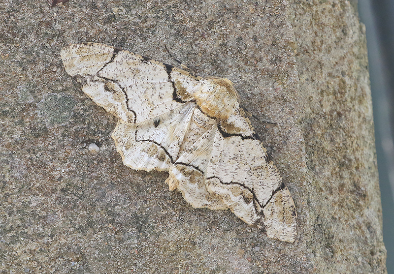 Tea Looper Biston suppressaria