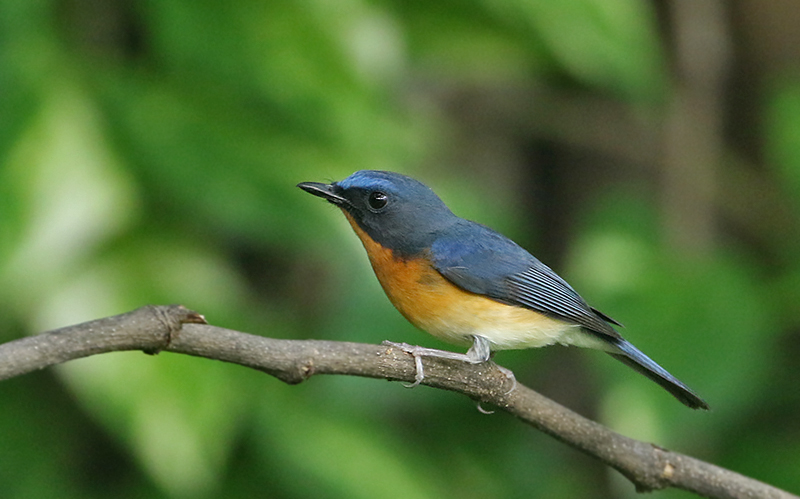 Hill Blue Flycatcher