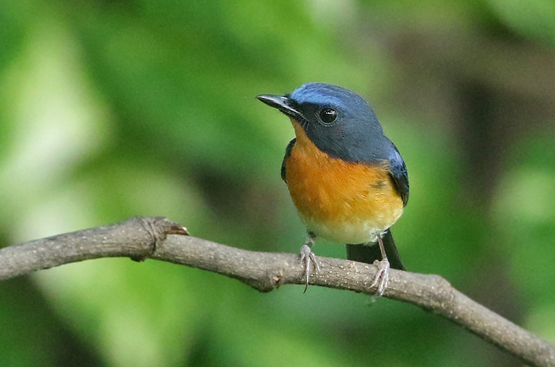 Hill Blue Flycatcher