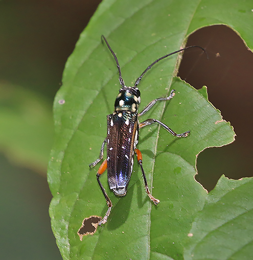 Glenea pulchra